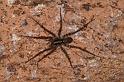Dolomedes_ZZ321_D3596_Z_89_Mt Augustus_Australie